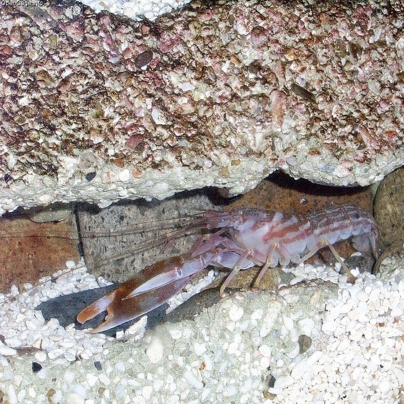 Pistol Shrimp